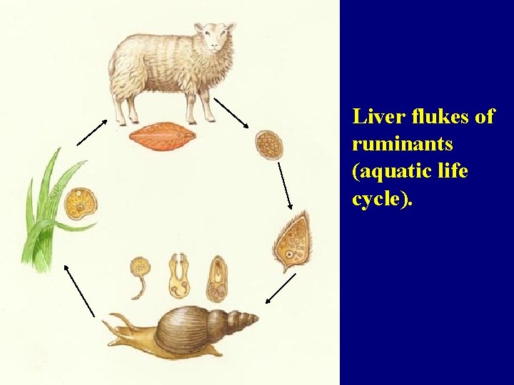Liver flukes of ruminants (aquatic life cycle). 