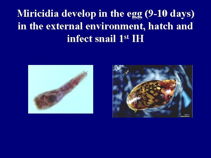 Miricidia develop in the egg (9 -10 days) in the external environment, hatch and
