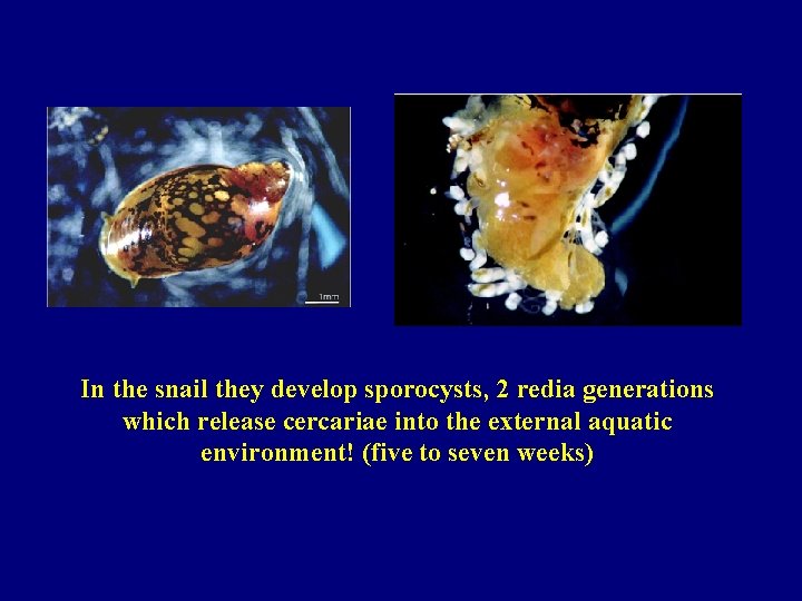 In the snail they develop sporocysts, 2 redia generations which release cercariae into the
