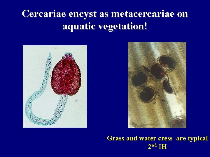 Cercariae encyst as metacercariae on aquatic vegetation! Grass and water cress are typical 2