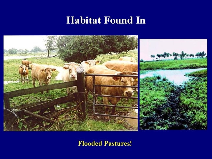 Habitat Found In Flooded Pastures! 