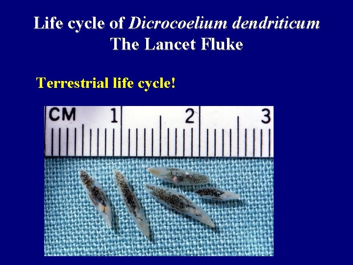Life cycle of Dicrocoelium dendriticum The Lancet Fluke Terrestrial life cycle! 