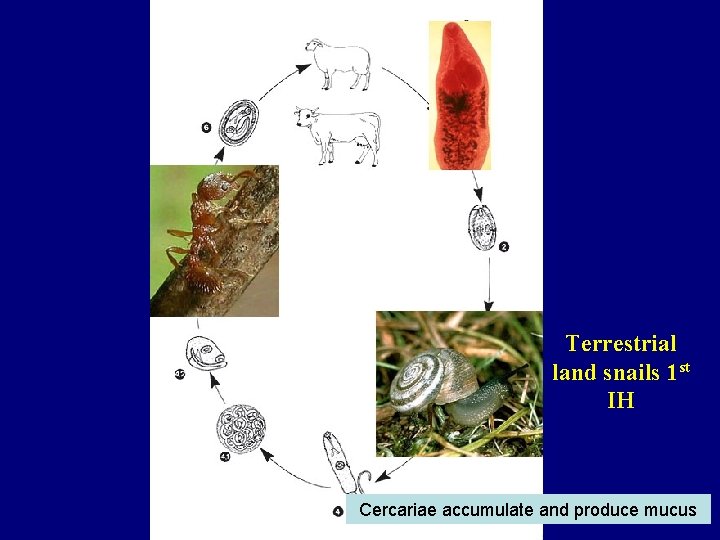 Terrestrial land snails 1 st IH Cercariae accumulate and produce mucus 