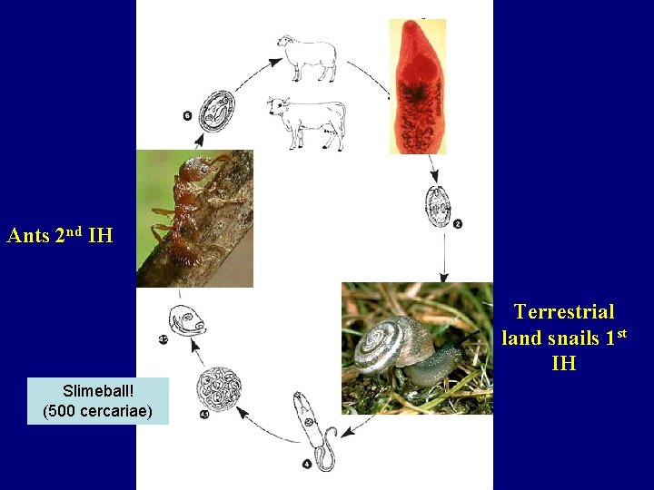 Ants 2 nd IH Terrestrial land snails 1 st IH Slimeball! (500 cercariae) 