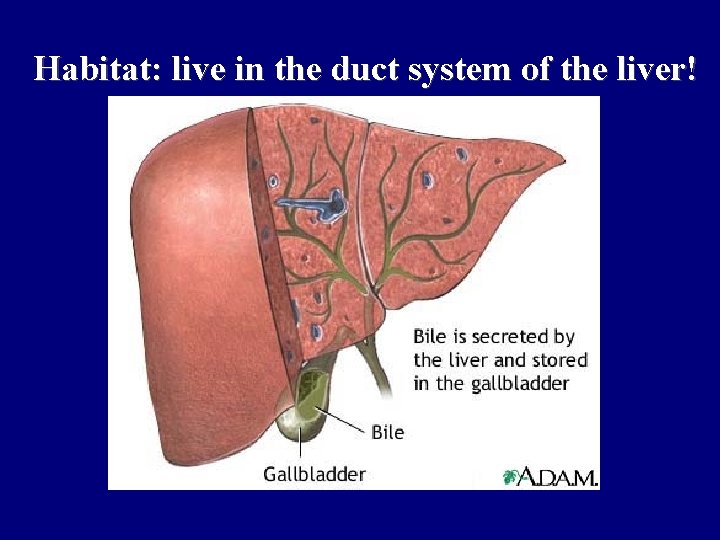 Habitat: live in the duct system of the liver! 