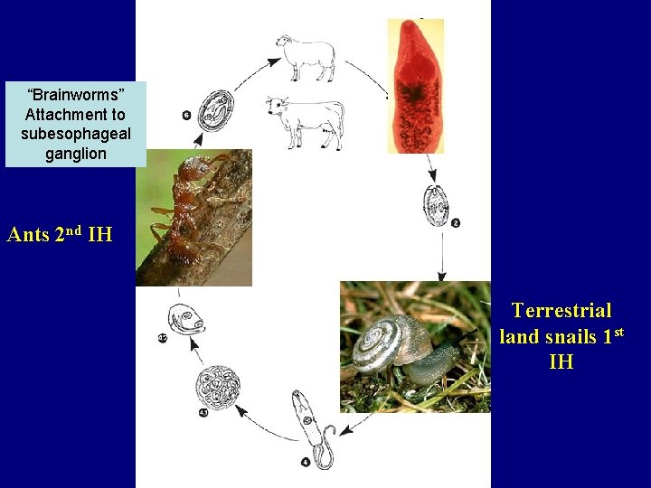 “Brainworms” Attachment to subesophageal ganglion Ants 2 nd IH Terrestrial land snails 1 st