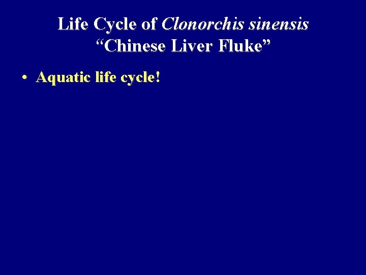 Life Cycle of Clonorchis sinensis “Chinese Liver Fluke” • Aquatic life cycle! 