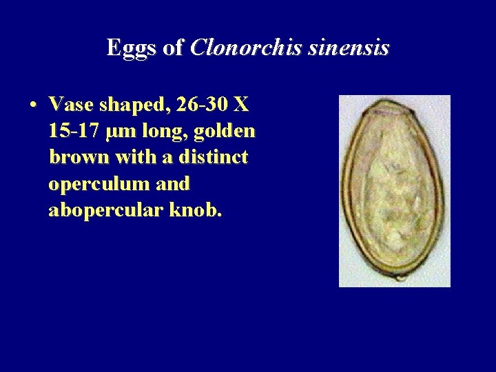 Eggs of Clonorchis sinensis • Vase shaped, 26 -30 X 15 -17 µm long,