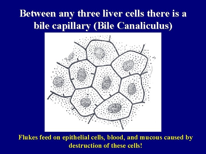 Between any three liver cells there is a bile capillary (Bile Canaliculus) Flukes feed