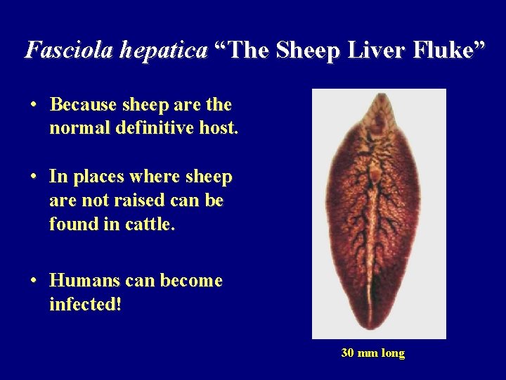 Fasciola hepatica “The Sheep Liver Fluke” • Because sheep are the normal definitive host.