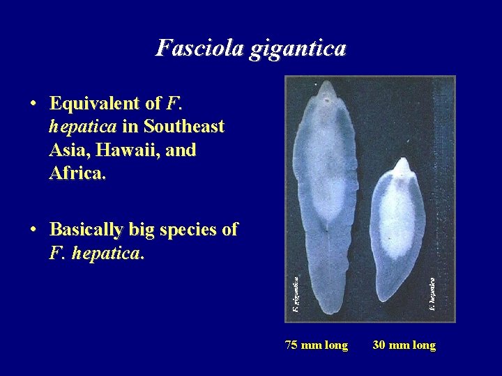 Fasciola gigantica • Equivalent of F. hepatica in Southeast Asia, Hawaii, and Africa. •