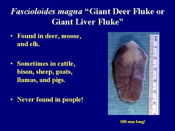 Fascioloides magna “Giant Deer Fluke or Giant Liver Fluke” • Found in deer, moose,