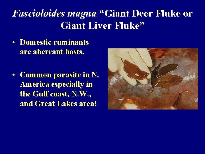 Fascioloides magna “Giant Deer Fluke or Giant Liver Fluke” • Domestic ruminants are aberrant