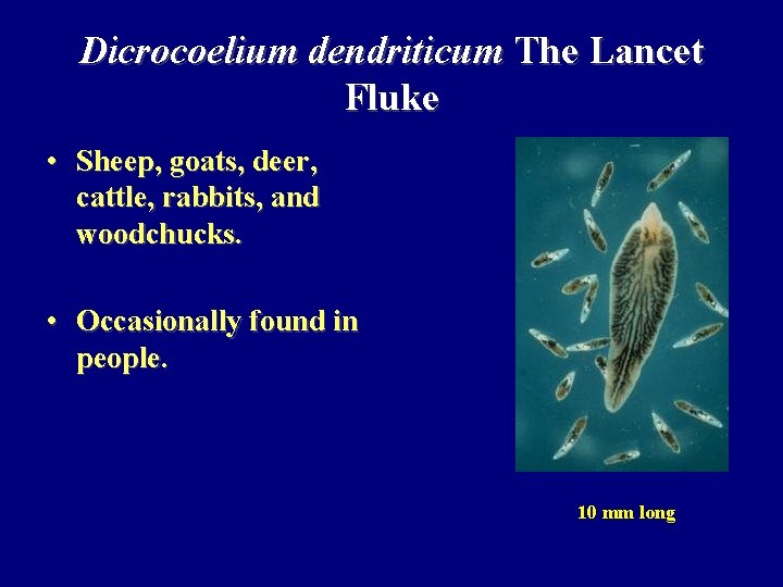 Dicrocoelium dendriticum The Lancet Fluke • Sheep, goats, deer, cattle, rabbits, and woodchucks. •