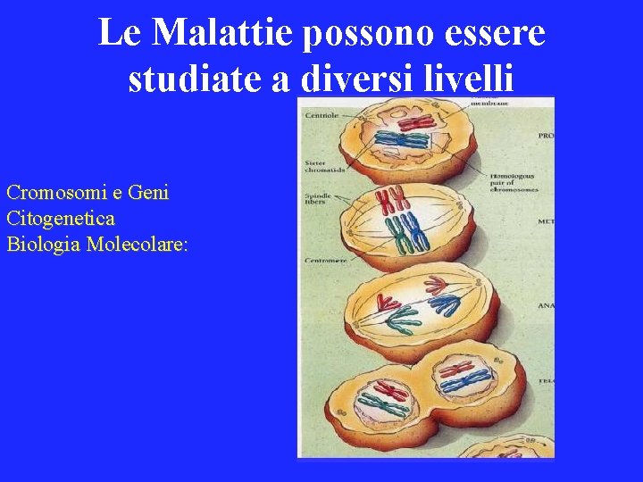 Le Malattie possono essere studiate a diversi livelli Cromosomi e Geni Citogenetica Biologia Molecolare: