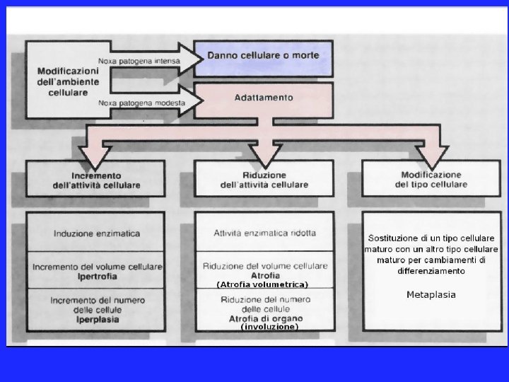 Scopi della Patologia Generale 