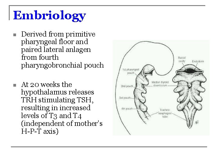 Embriology n Derived from primitive pharyngeal floor and paired lateral anlagen from fourth pharyngobronchial