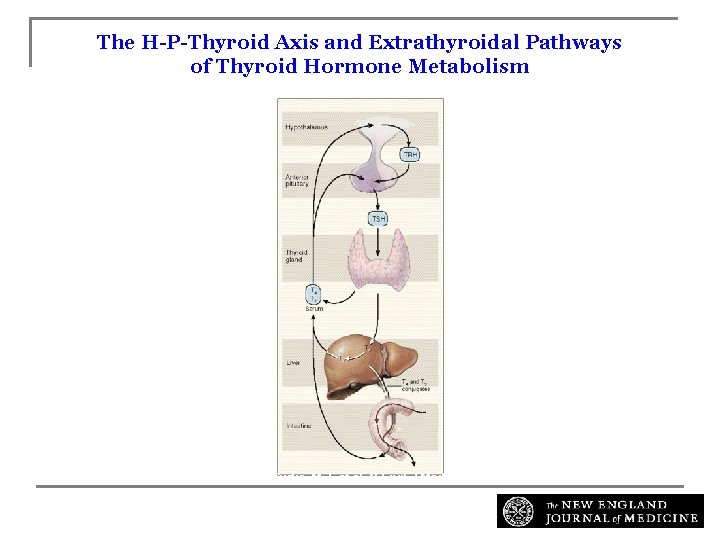 The H-P-Thyroid Axis and Extrathyroidal Pathways of Thyroid Hormone Metabolism Surks, M. I. et