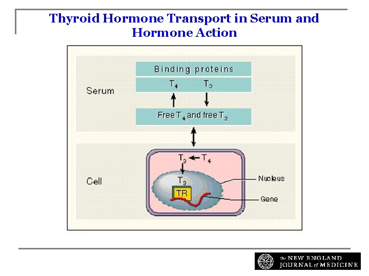 Thyroid Hormone Transport in Serum and Hormone Action Surks, M. I. et al. N