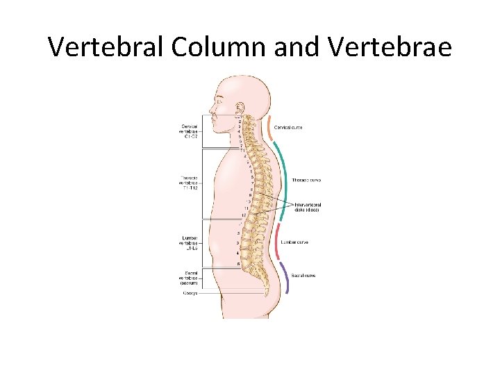 Vertebral Column and Vertebrae 