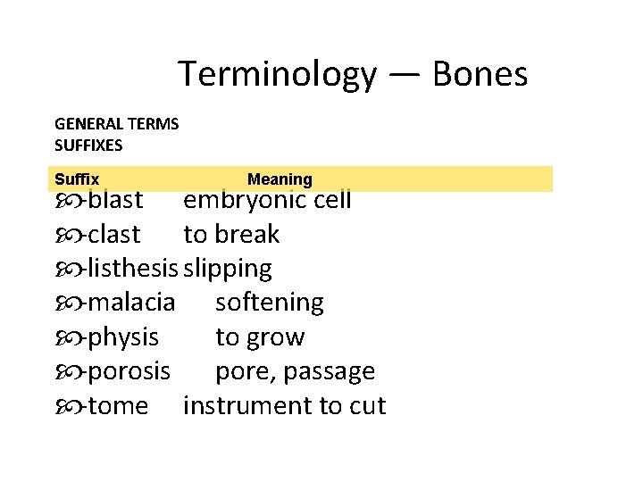 Terminology — Bones GENERAL TERMS SUFFIXES Suffix Meaning -blast embryonic cell -clast to break
