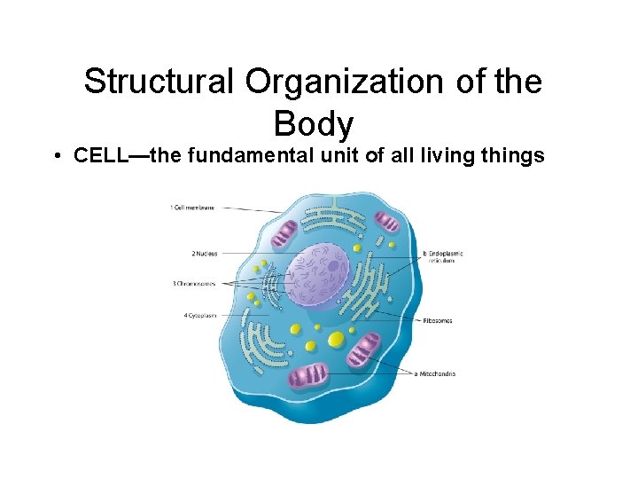 Structural Organization of the Body • CELL—the fundamental unit of all living things 