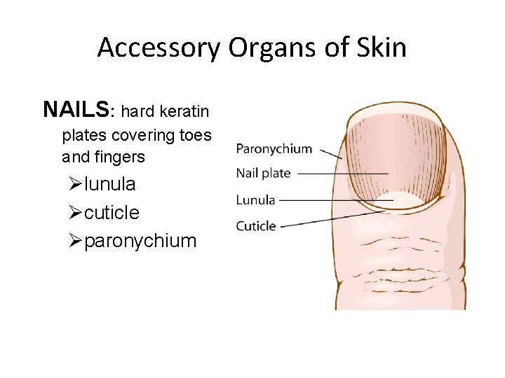 Accessory Organs of Skin NAILS: hard keratin plates covering toes and fingers Ølunula Øcuticle