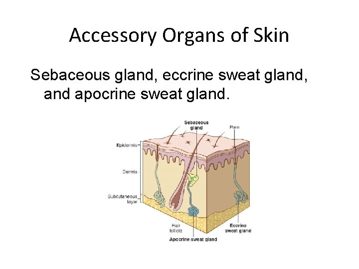 Accessory Organs of Skin Sebaceous gland, eccrine sweat gland, and apocrine sweat gland. 