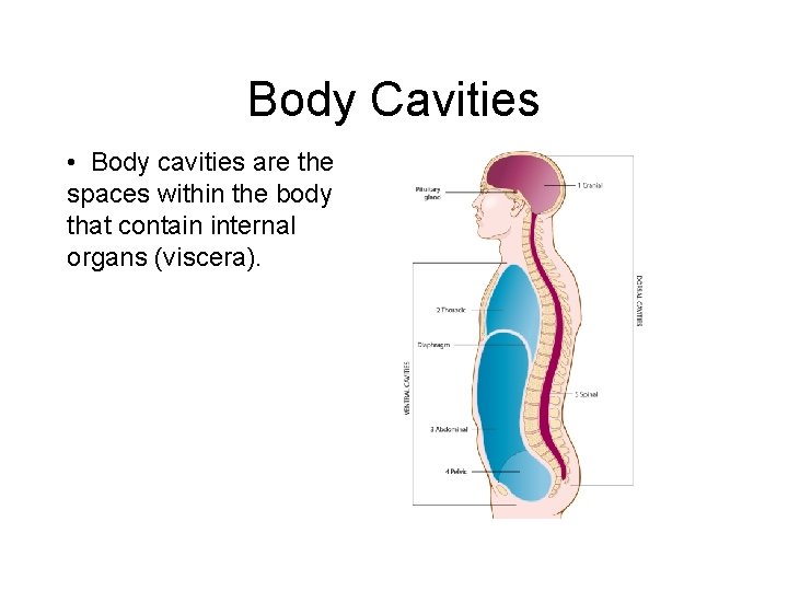 Body Cavities • Body cavities are the spaces within the body that contain internal