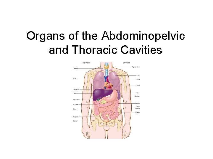 Organs of the Abdominopelvic and Thoracic Cavities 