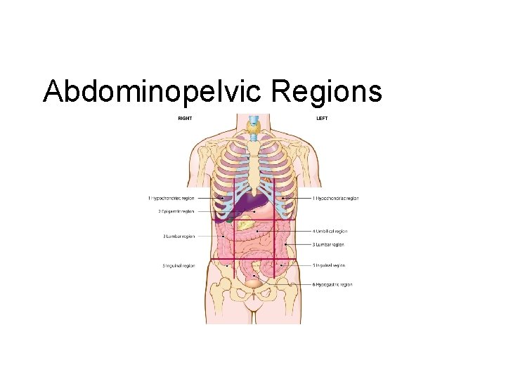 Abdominopelvic Regions 