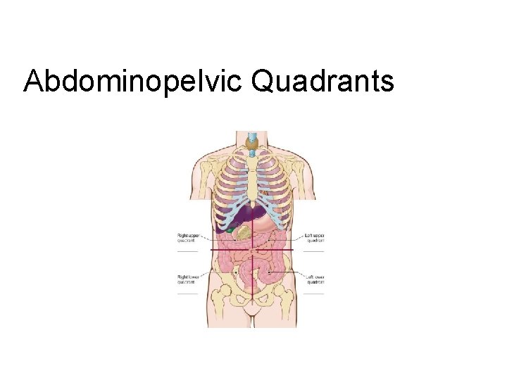 Abdominopelvic Quadrants 