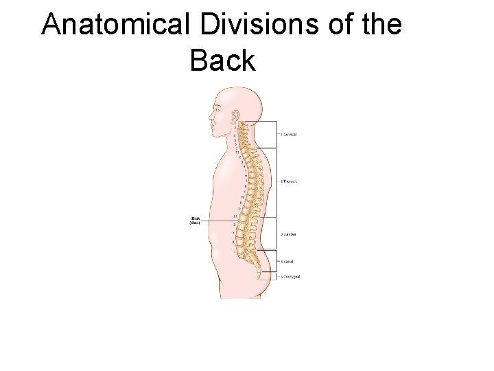 Anatomical Divisions of the Back 