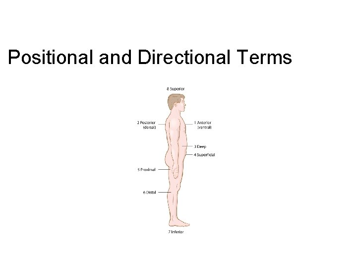Positional and Directional Terms 