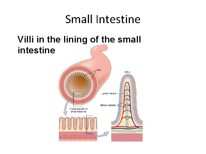 Small Intestine Villi in the lining of the small intestine 