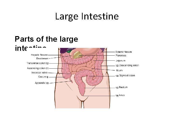 Large Intestine Parts of the large intestine 