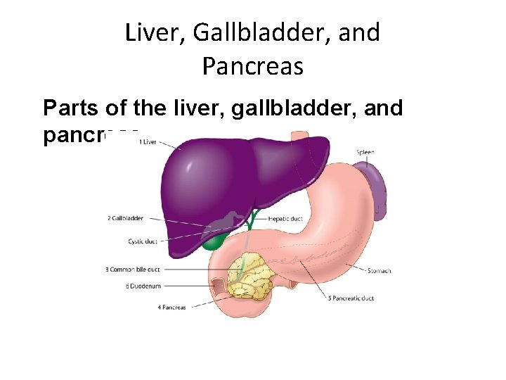 Liver, Gallbladder, and Pancreas Parts of the liver, gallbladder, and pancreas 