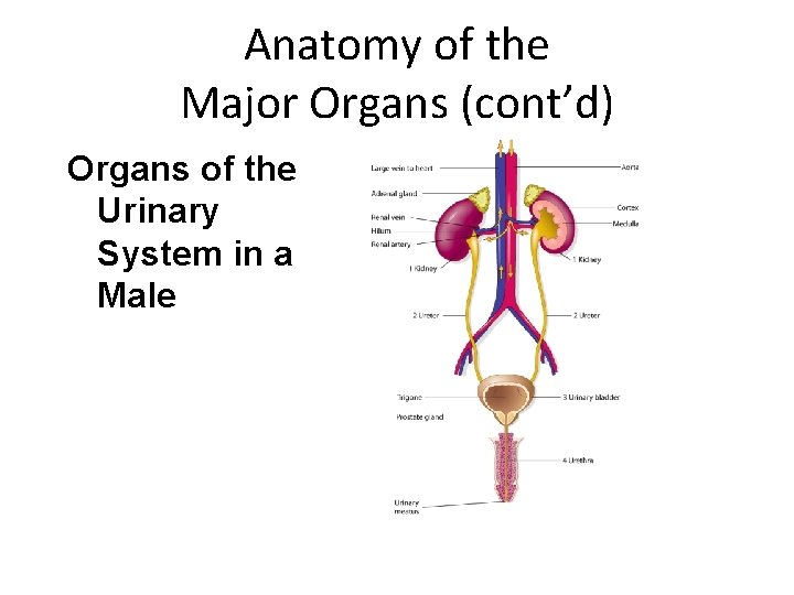 Anatomy of the Major Organs (cont’d) Organs of the Urinary System in a Male