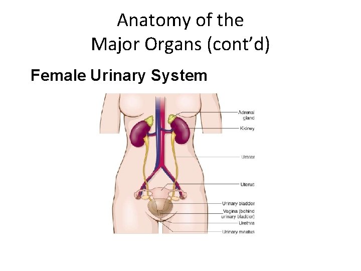 Anatomy of the Major Organs (cont’d) Female Urinary System 