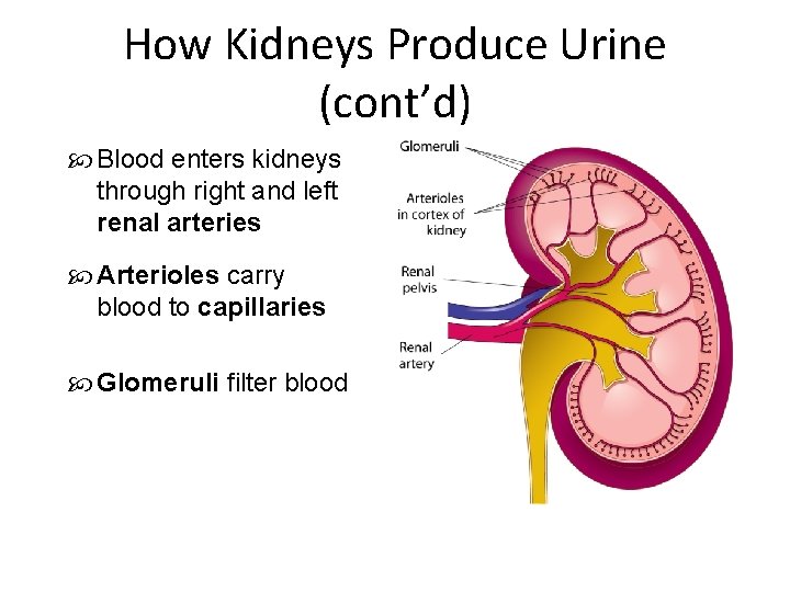 How Kidneys Produce Urine (cont’d) Blood enters kidneys through right and left renal arteries