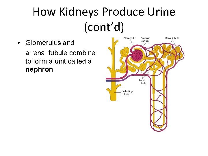 How Kidneys Produce Urine (cont’d) • Glomerulus and a renal tubule combine to form