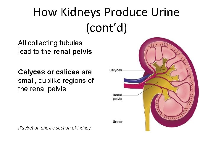 How Kidneys Produce Urine (cont’d) All collecting tubules lead to the renal pelvis Calyces