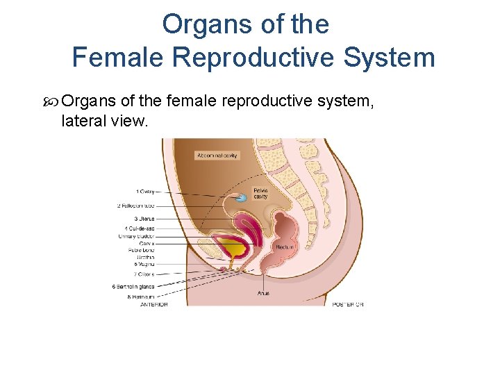 Organs of the Female Reproductive System Organs of the female reproductive system, lateral view.