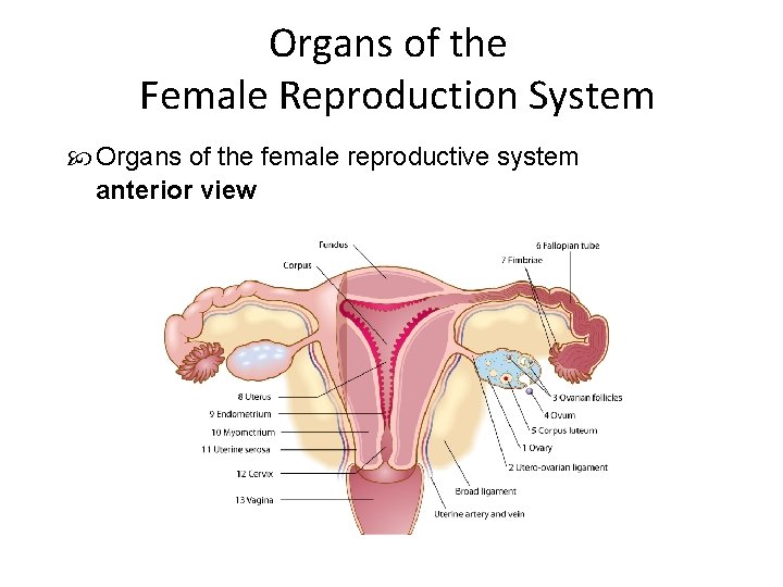 Organs of the Female Reproduction System Organs of the female reproductive system anterior view