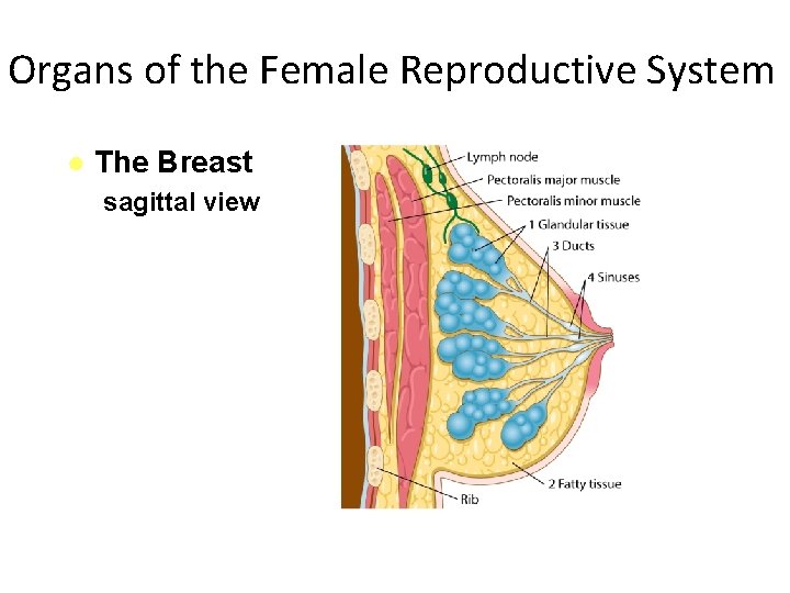 Organs of the Female Reproductive System ● The Breast sagittal view 