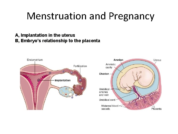 Menstruation and Pregnancy A, Implantation in the uterus B, Embryo’s relationship to the placenta