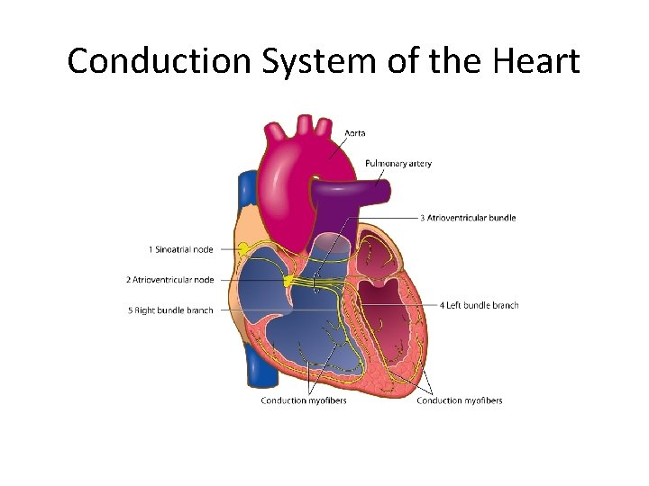 Conduction System of the Heart 