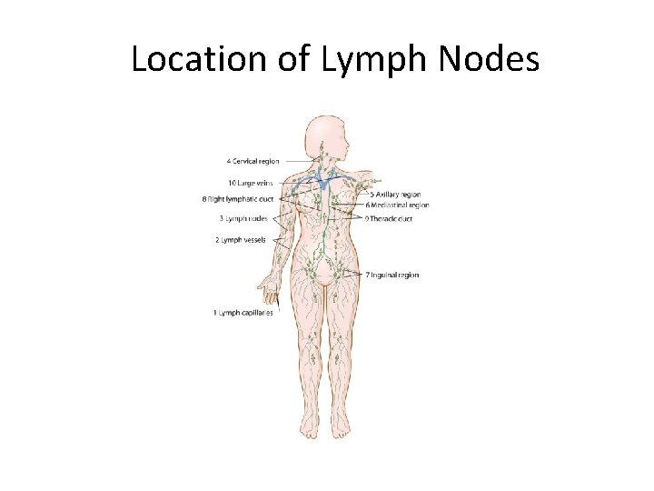 Location of Lymph Nodes 