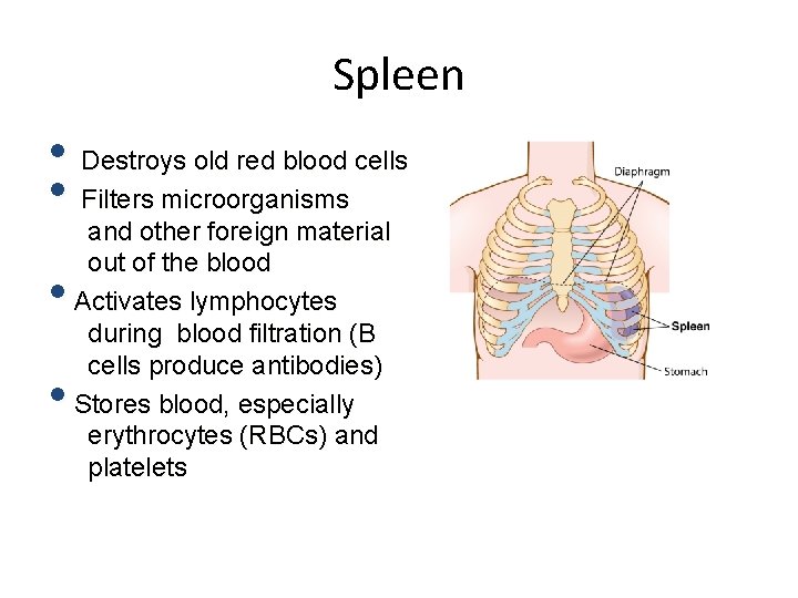 Spleen • Destroys old red blood cells • Filters microorganisms • • and other