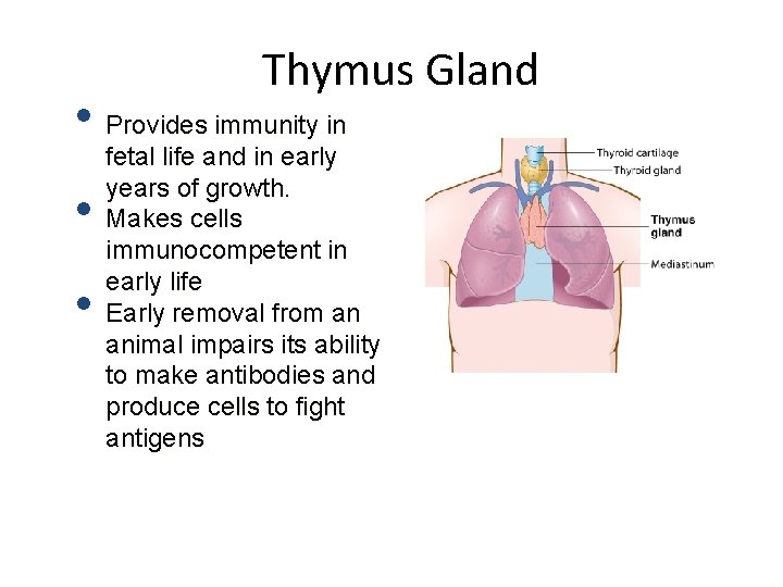 Thymus Gland • Provides immunity in • • fetal life and in early years